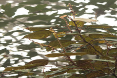 Mallotus tetracoccus